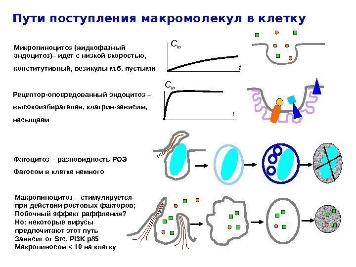 Пути поступления макромолекул в клетку Микропиноцитоз (жидкофазный эндоцитоз)– идет с низкой скоростью,  конститутивный,