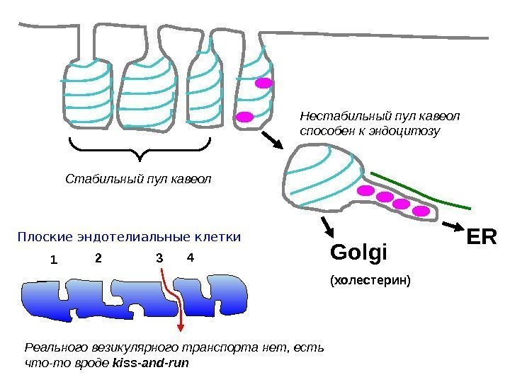 ER Golgi ( холестерин)C табильный пул кавеол Нестабильный пул кавеол способен к эндоцитозу Плоские