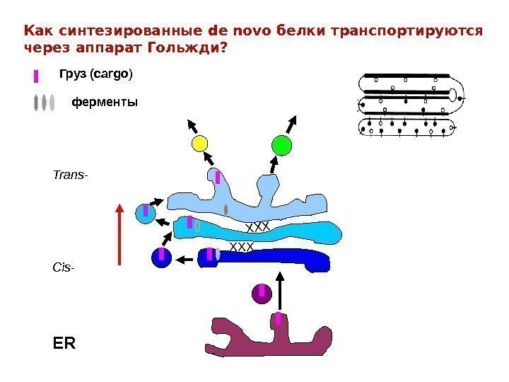 Как синтезированные de novo белки транспортируются через аппарат Гольжди? Груз (cargo ) ферменты Trans-