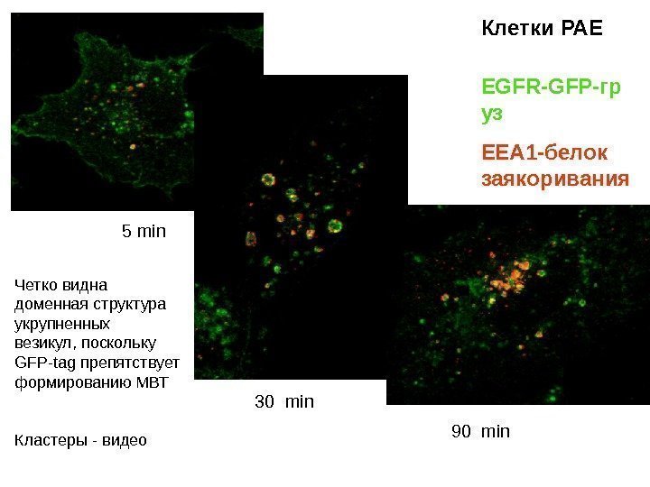 Клетки РАЕ  EGFR-GFP -гр уз EEA 1 -белок заякоривания 5 min 30 min