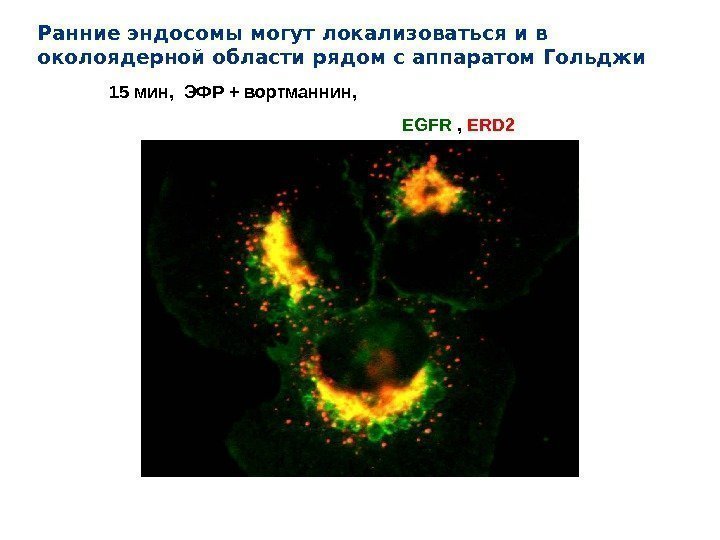 15 мин,  ЭФР + вортманнин , EGFR ,  ERD 2 Ранние эндосомы