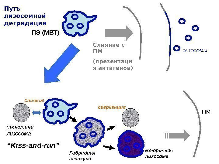 ПЭ (МВТ)Путь лизосомной деградации “ Kiss-and-run” сегрегацияслияние Гибридная везикула Вторичная лизосомапервичная лизосома Слияние с