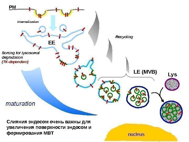 Recyclinginternalization. PM Sorting for lysosomal degradation ( ТК- dependent ) EE LE (М VB