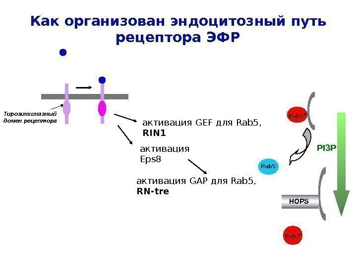 Как организован эндоцитозный путь рецептора ЭФР активация GEF для Rab 5,  RIN 1