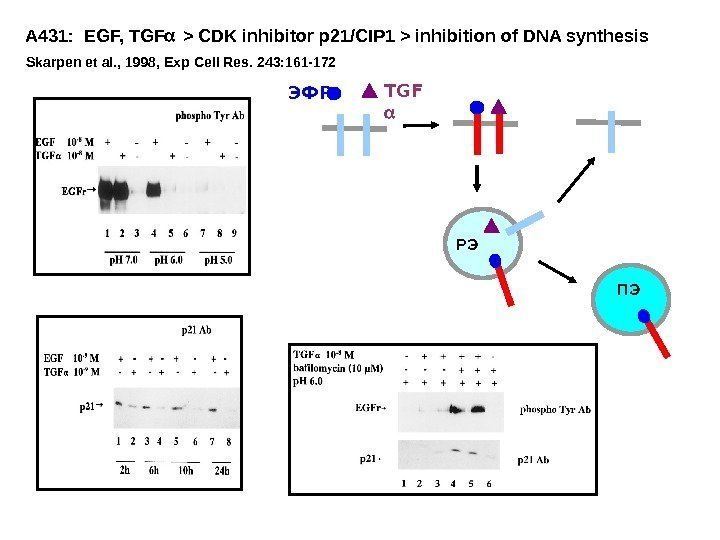A 431:  EGF, TGF   CDK inhibitor p 21/CIP 1  inhibition