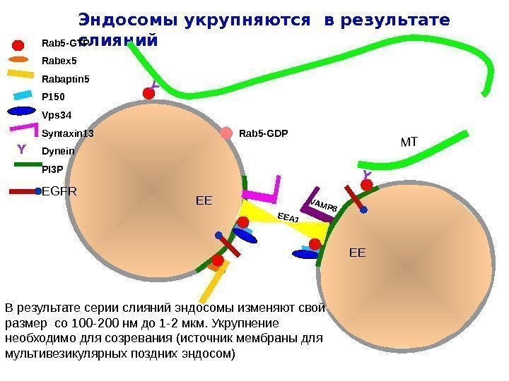 Эндосомы укрупняются в результате слияний YEEA 1 Y MT EE EE VAMP 8 Rab