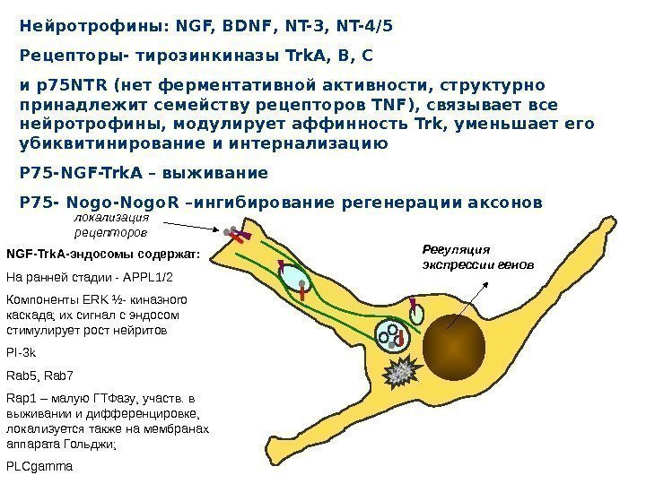 локализация рецепторов Регуляция экспрессии генов. Нейротрофины:  NGF, BDNF ,  NT-3, NT-4 /5