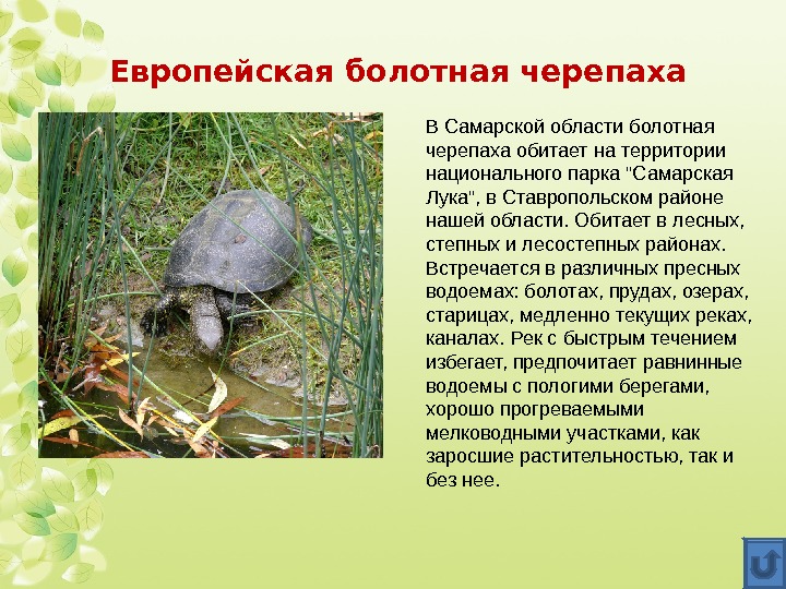 Европейская болотная черепаха В Самарской области болотная черепаха обитает на территории национального парка Самарская