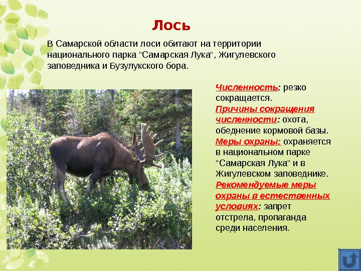 Лось В Самарской области лоси обитают на территории национального парка Самарская Лука, Жигулевского заповедника