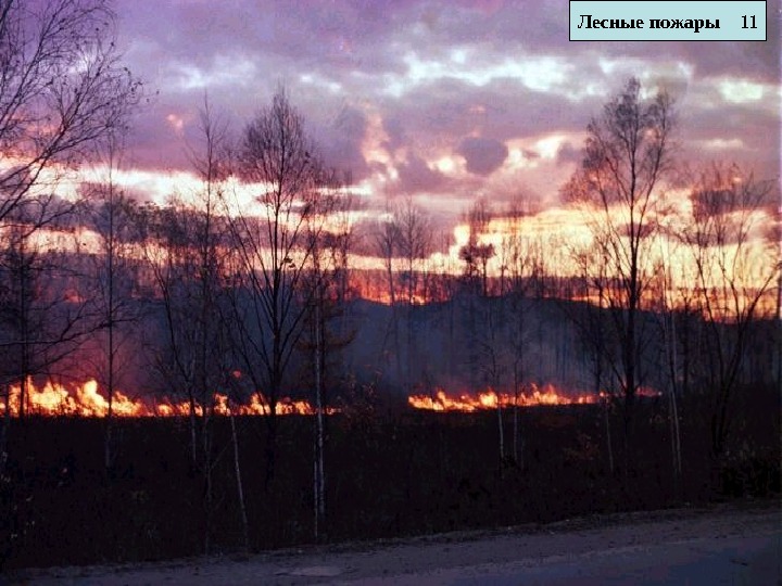 11 Лесные пожары 11 