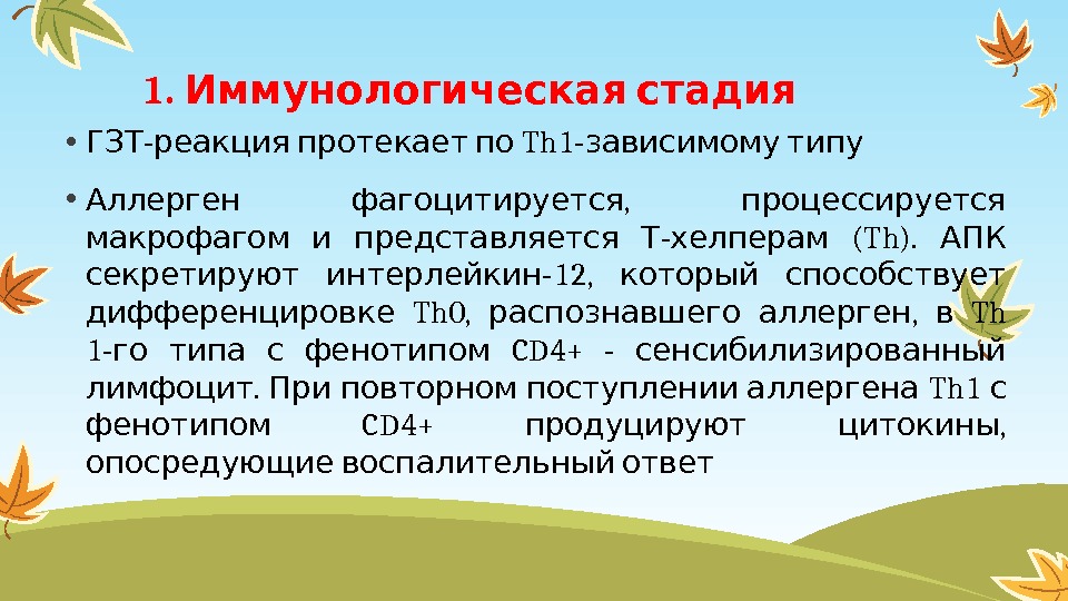 1.  Иммунологическая стадия • - ГЗТ реакция протекает по Th 1 - зависимому