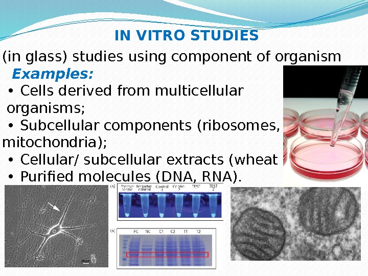 (in glass) studies using component of organism Examples:  •  Cells derived from