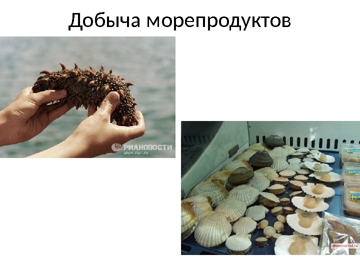 Добыча морепродуктов 