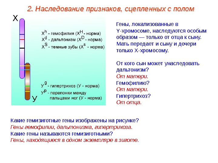 Гены, локализованные в Y -хромосоме, наследуются особым образом — только от отца к сыну.