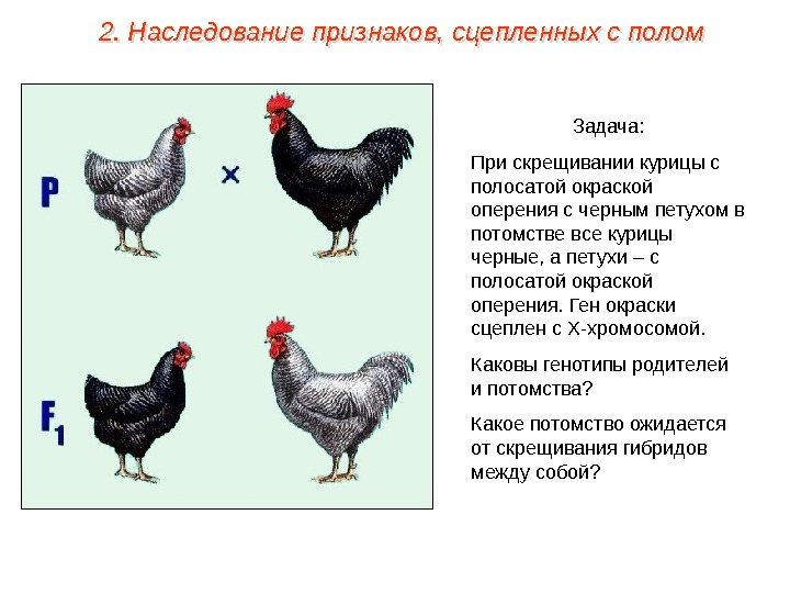 Задача: При скрещивании курицы с полосатой окраской оперения с черным петухом в потомстве все