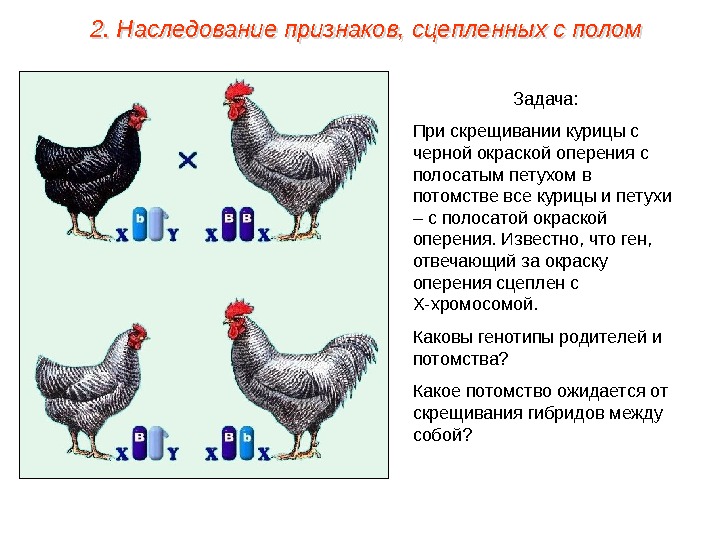 Задача: При скрещивании курицы с черной окраской оперения с полосатым петухом в потомстве все