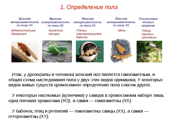 Итак, у дрозофилы и человека женский пол является гомогаметным, и общая схема наследования пола