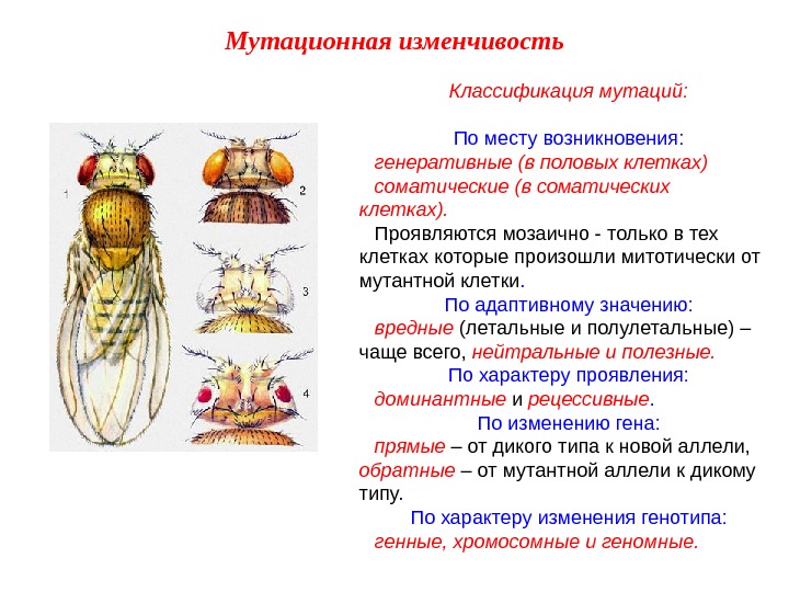 Классификация мутаций: По месту возникновения: генеративные (в половых клетках) соматические (в соматических клетках). Проявляются