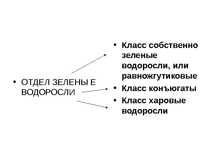  • ОТДЕЛ ЗЕЛЕНЫ Е ВОДОРОСЛИ • Класс собственно зеленые водоросли, или равножгутиковые •