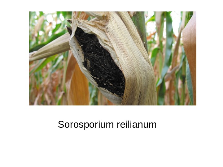   Sorosporium reilianum 