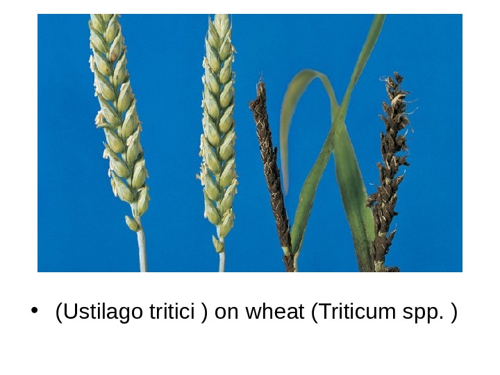   •  (Ustilago tritici ) on wheat (Triticum spp. ) 
