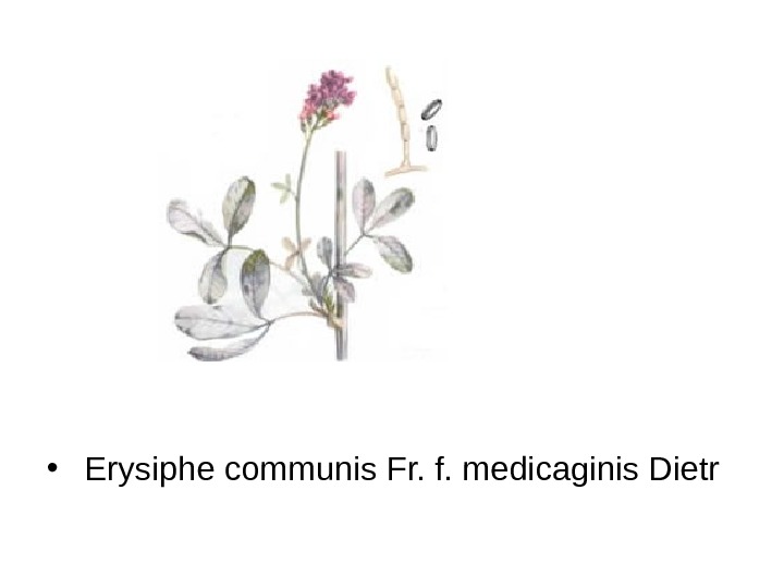   •  Erysiphe communis Fr. f. medicaginis Dietr 