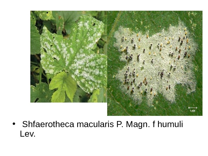   •  Shfaerotheca macularis P. Magn. f humuli Lev. 