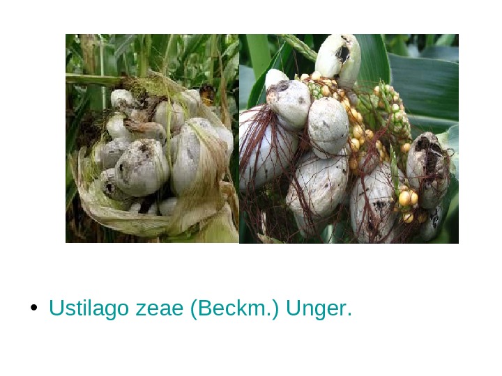   • Ustilago  zeae ( Beckm. ) Unger. 