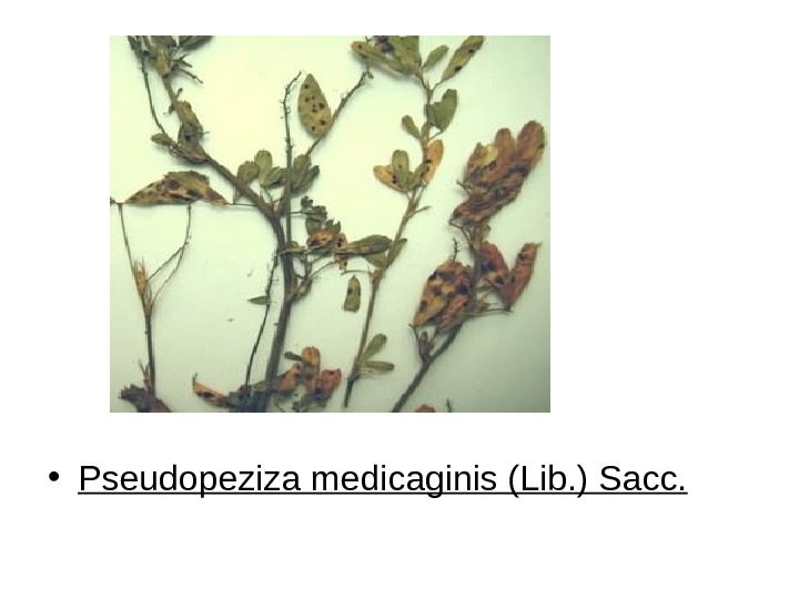   • Pseudopeziza medicaginis (Lib. ) Sacc. 