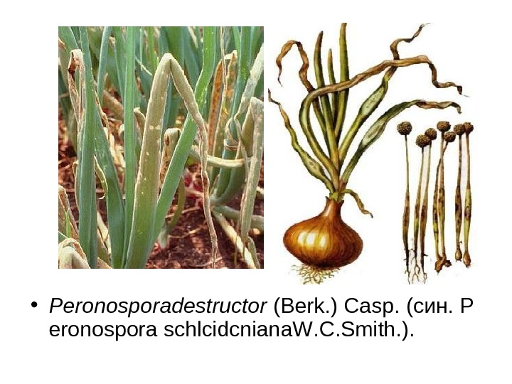   • Peronosporadestructor ( Berk. ) Casp.  (син.  P eronospora schlcidcniana.