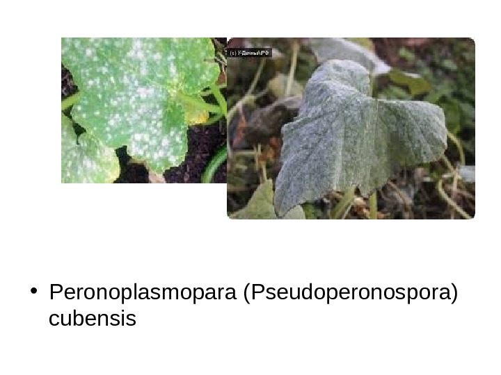   • Peronoplasmopara (Pseudoperonospora) cubensis 