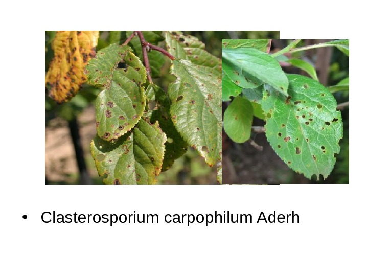   •  Clasterosporium carpophilum Aderh 