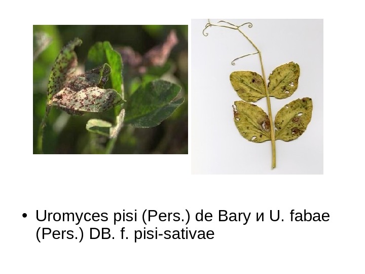   • Uromyces pisi (Pers. ) de Bary и U. fabae (Pers. )
