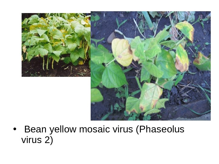   •  Bean yellow mosaic virus (Phaseolus virus 2)  