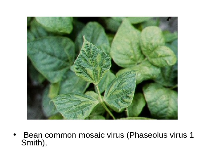   •  Bean common mosaic virus (Phaseolus virus 1 Smith),  