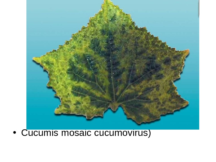   • Cucumis mosaic cucumovirus) 