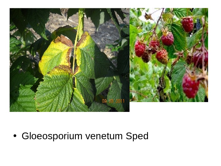   • Gloeosporium venetum Sped 