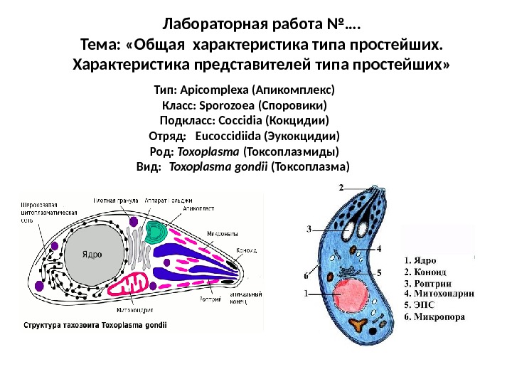 Тип: Apicomplexa (Апикомплекс) Класс: Sporozoea (Споровики) Подкласс: Coccidia (Кокцидии) Отряд:  Eucoccidiida (Эукокцидии) Род: