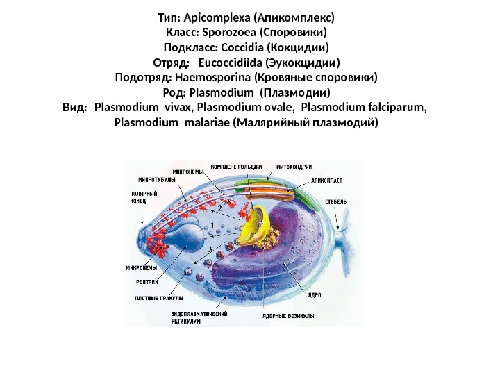 Тип: Apicomplexa (Апикомплекс) Класс: Sporozoea (Споровики) Подкласс: Coccidia (Кокцидии) Отряд:  Eucoccidiida (Эукокцидии) Подотряд:
