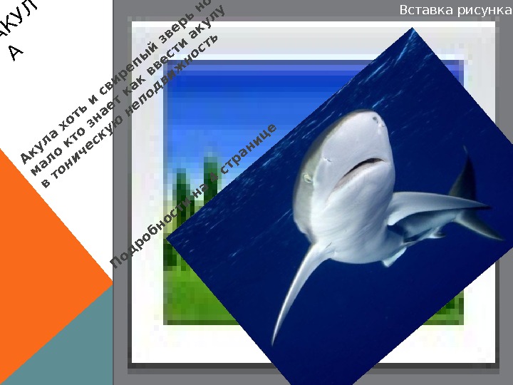 Вставка рисунка. А К У Л А Акула хоть и свирепы й зверь но
