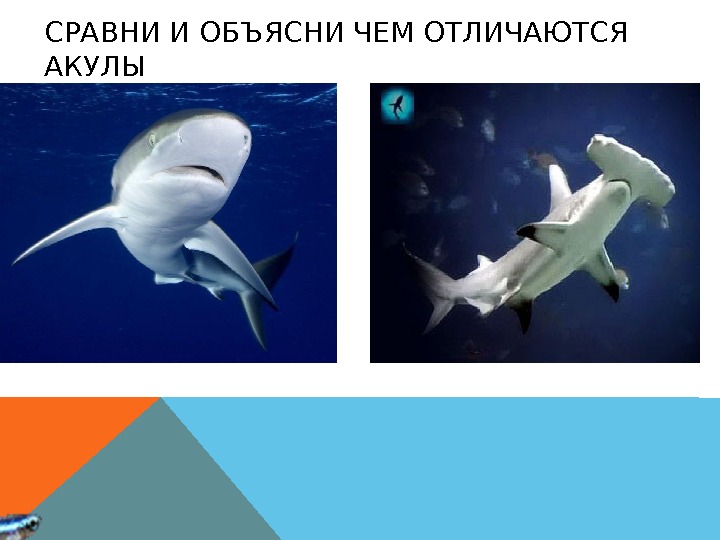 СРАВНИ И ОБЪЯСНИ ЧЕМ ОТЛИЧАЮТСЯ АКУЛЫ 