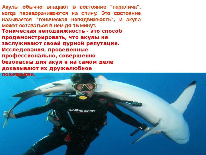 Акулы обычно впадают в состояние паралича,  когда переворачиваются на спину.  Это состояние