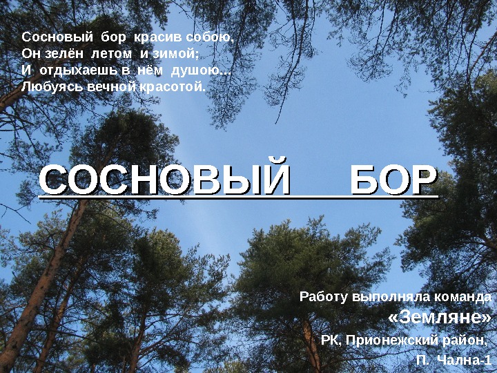 Сосновыйборкрасивсобою, Онзелёнлетомизимой; Иотдыхаешьвнёмдушою. . . Любуясьвечнойкрасотой. Работувыполнялакоманда  «Земляне» РК, Прионежскийрайон, П. Чална-1 СОСНОВЫЙБОР