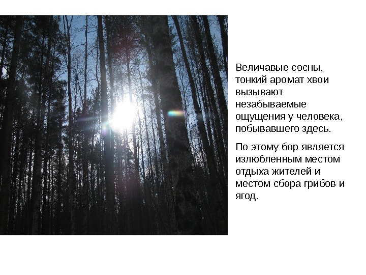 Величавые сосны,  тонкий аромат хвои вызывают незабываемые ощущения у человека,  побывавшего здесь.