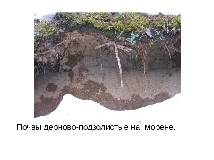 Почвы дерново-подзолистые на морене. 