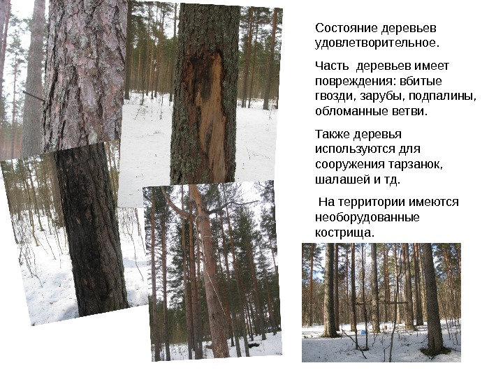 Состояние деревьев удовлетворительное.  Часть деревьев имеет повреждения: вбитые гвозди, зарубы, подпалины,  обломанные
