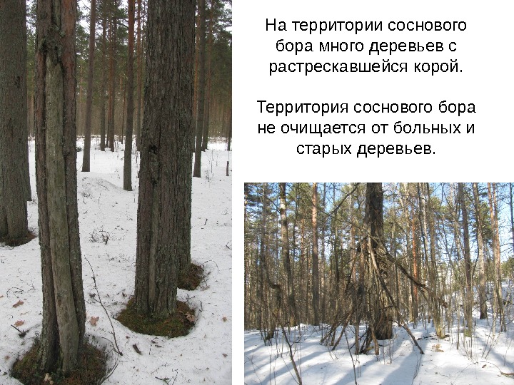 На территории соснового бора много деревьев с растрескавшейся корой. Территория соснового бора не очищается