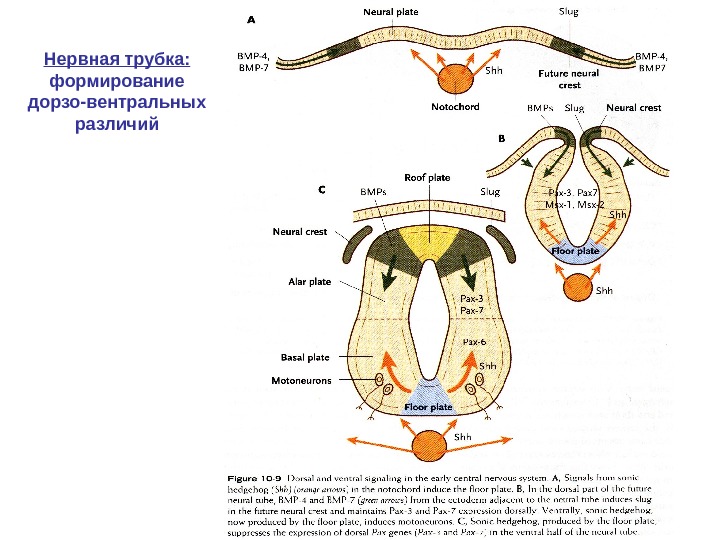 Нервная трубка: формирование дорзо-вентральных различий 