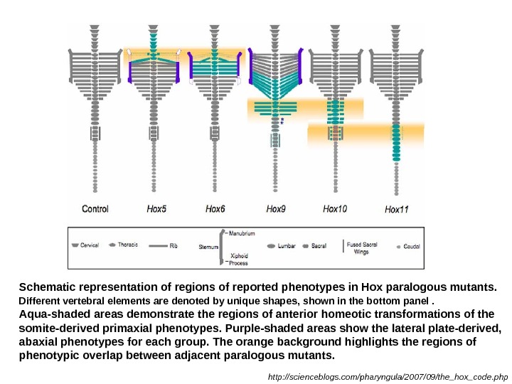 Schematic representation of regions of reported phenotypes in Hox paralogous mutants.  Different vertebral
