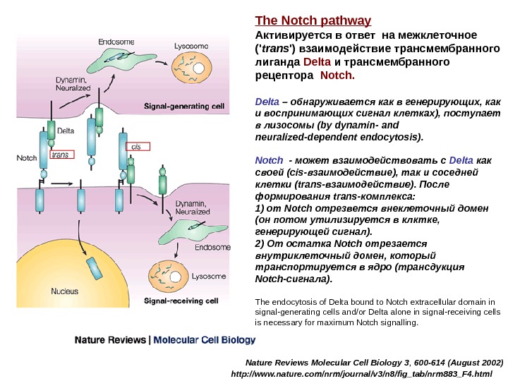 The Notch pathway Активируется в ответ на межклеточное (' trans ') взаимодействие трансмембранного лиганда